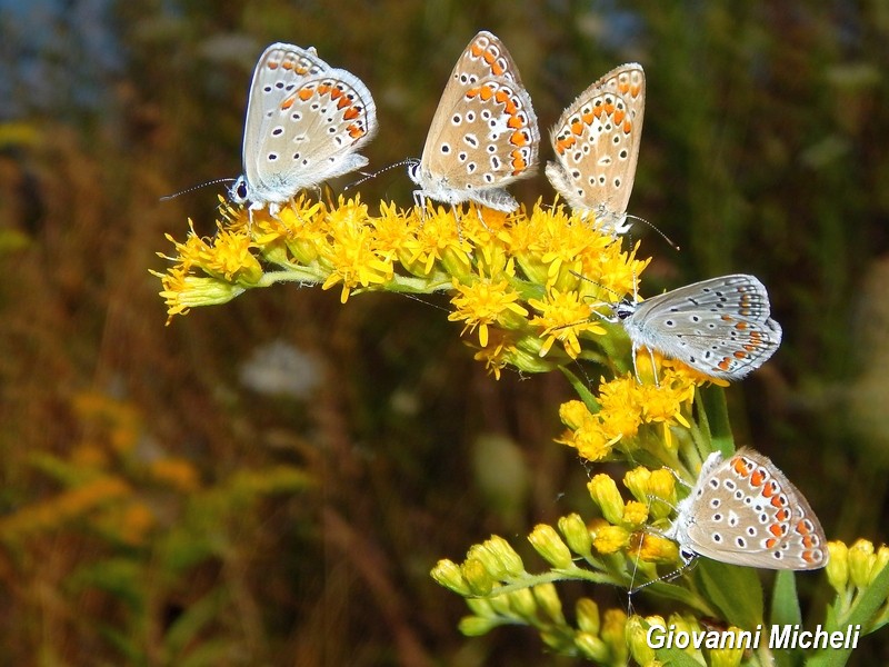 Polyommatus icarus  forever